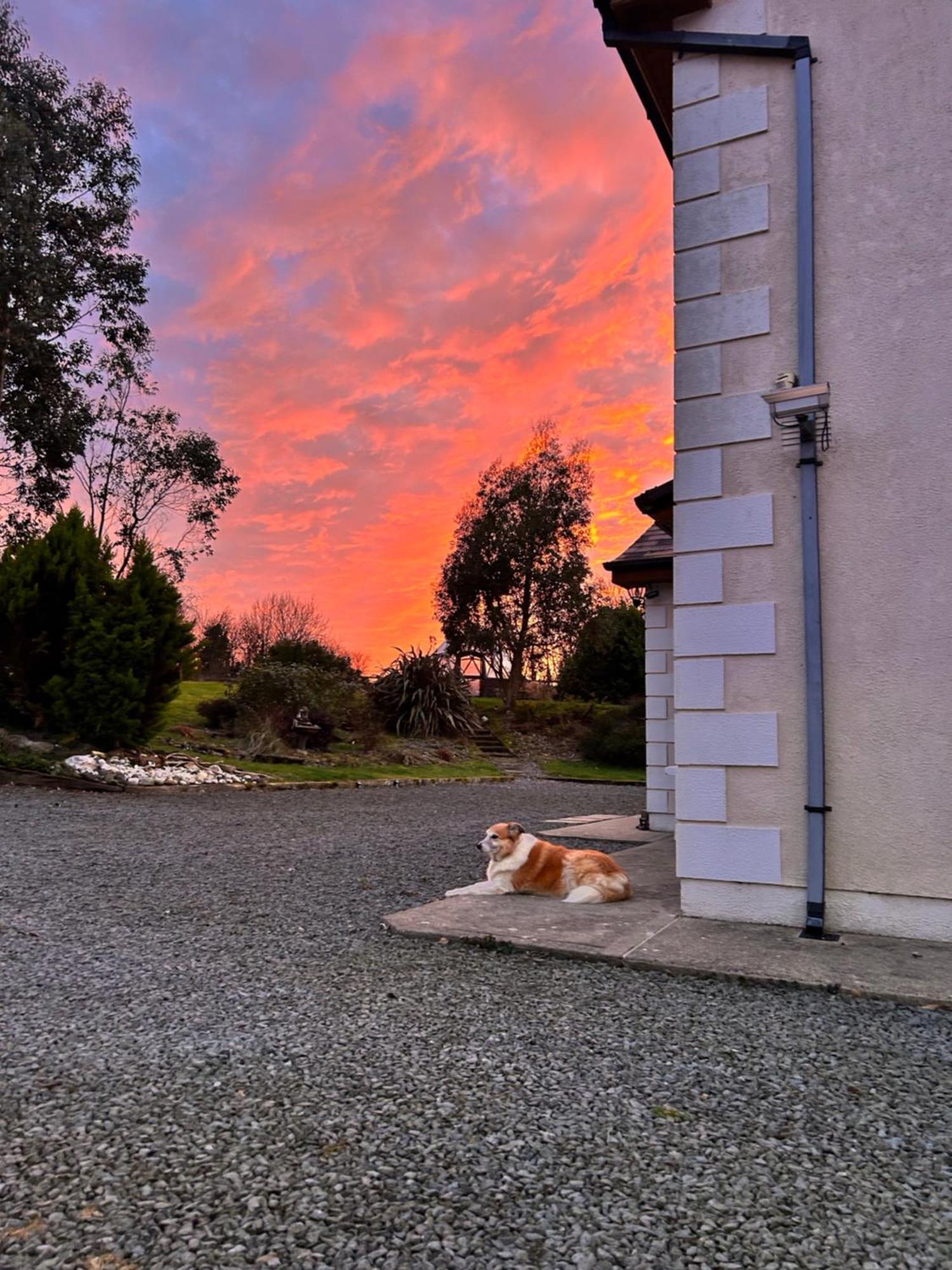 Tobernaglough Wexford Pet Friendly Country B&B Ramsgrange Kültér fotó