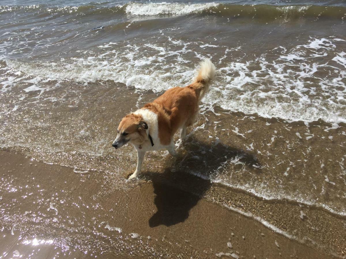 Tobernaglough Wexford Pet Friendly Country B&B Ramsgrange Kültér fotó