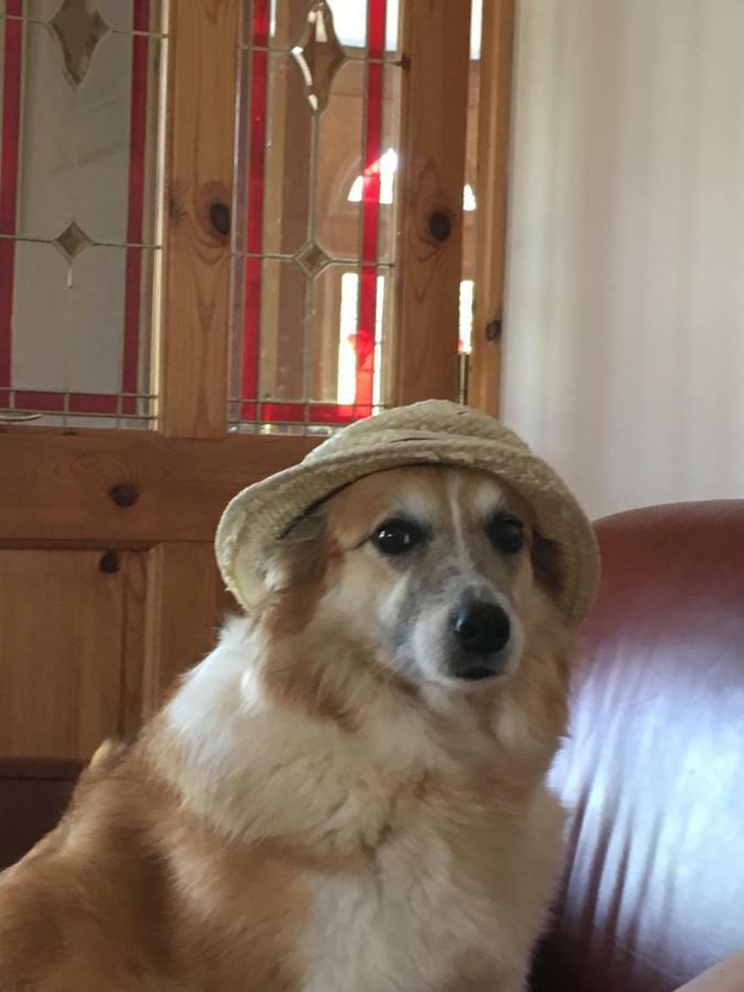 Tobernaglough Wexford Pet Friendly Country B&B Ramsgrange Kültér fotó